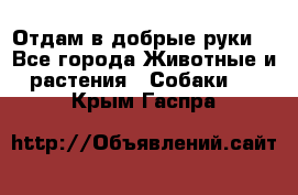 Отдам в добрые руки  - Все города Животные и растения » Собаки   . Крым,Гаспра